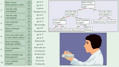 Dichotomous key with flowchart and laboratory technician