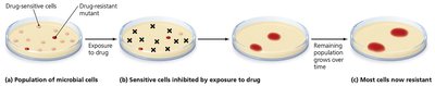 Development of a resistant strain of bacteria
