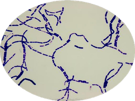 Colony morphology chart