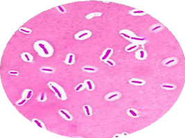 Blood agar showing alpha, beta, gamma hemolysis