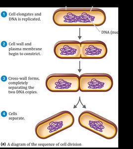 Diagram of binary fission sequence