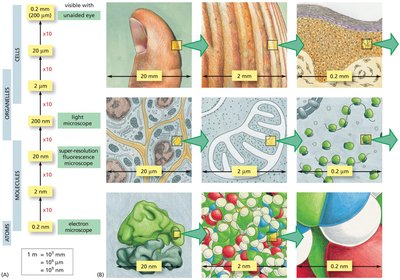 Metric scale and microscopy
