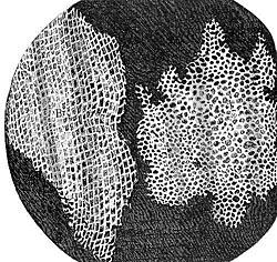 Hooke's drawing of cork cells