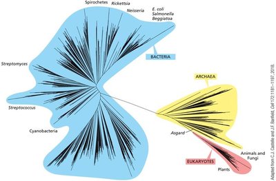 Comparison table of Eukarya, Archaea, and Bacteria