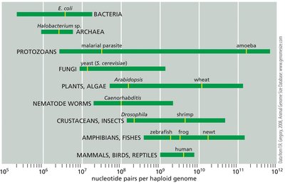 Phylogenetic tree of Bacteria, Archaea, and Eukarya