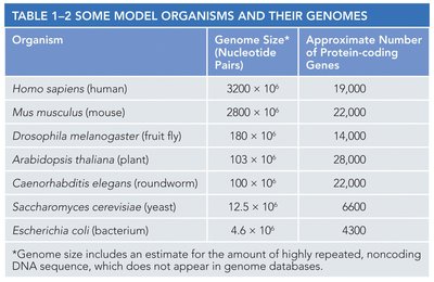 Detailed comparison table of prokaryotic and eukaryotic cells