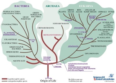 Evolutionary tree of Bacteria, Archaea, and Eukarya