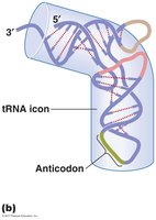 tRNA structure with anticodon
