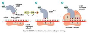 Initiation of translation with ribosome and tRNA