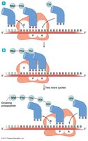 Elongation and termination of translation