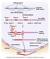 Eukaryotic gene expression with introns and exons
