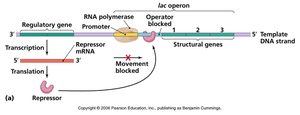 Lac operon off (repressor bound)
