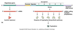 trp operon on (inactive repressor)