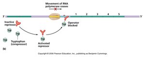trp operon off (tryptophan activates repressor)