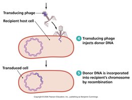 Transduction: donor DNA incorporated into recipient chromosome