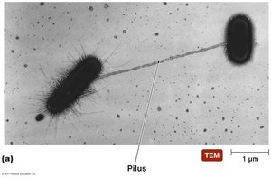 Bacterial conjugation with pilus