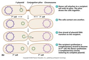 Conjugation process: F+ to F- cell