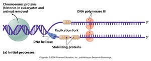 DNA helicase and stabilizing proteins at replication fork