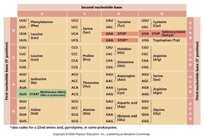 Genetic code codon table