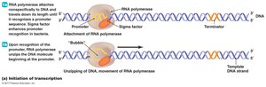 Initiation of transcription by RNA polymerase