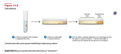 The cytopathic effect of viruses