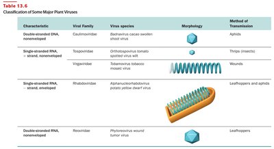 Classification of Some Major Plant Viruses