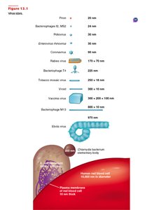 Virus sizes compared to bacteria and red blood cell