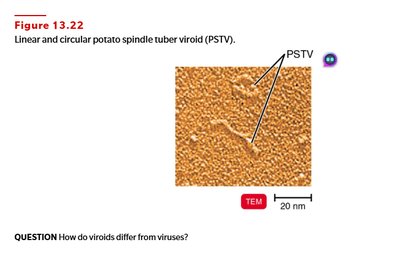 Linear and circular potato spindle tuber viroid (PSTV)