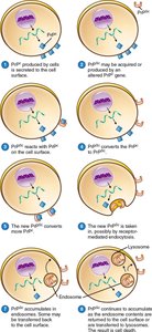 How a protein can be infectious