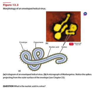 Morphology of an enveloped helical virus