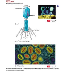 Morphology of complex viruses