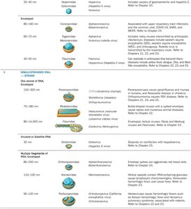 Families of Viruses That Affect Humans (continued)