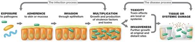 Stages of microbial infection and disease process