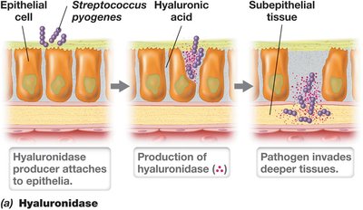 Mechanisms of invasion: hyaluronidase, coagulase, and streptokinase