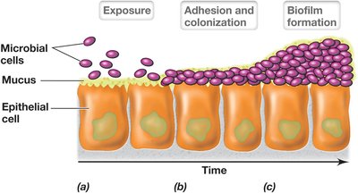 Microbial adhesion and biofilm formation on mucosal surfaces