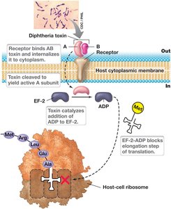 Mechanism of cholera toxin: disruption of ion transport and water loss
