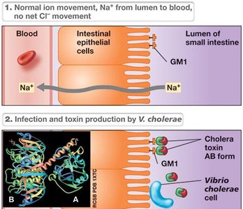 Cholera toxin: activation of adenylate cyclase and ion imbalance