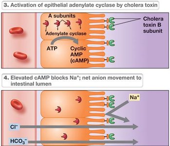 Cholera toxin: elevated cAMP and ion movement