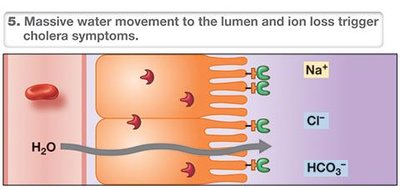 Cholera toxin: water movement and diarrhea