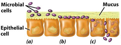 Stages of microbial colonization and biofilm formation