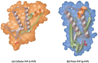 Cellular PrP vs Prion PrP structure