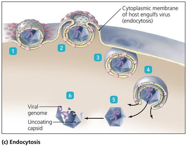 Endocytosis entry of animal virus