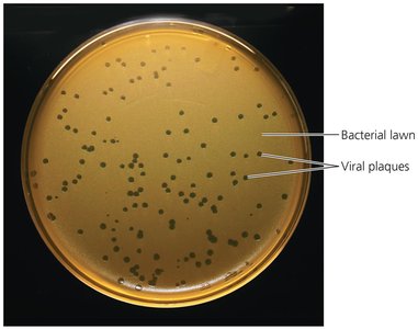 Viral plaques in bacterial lawn