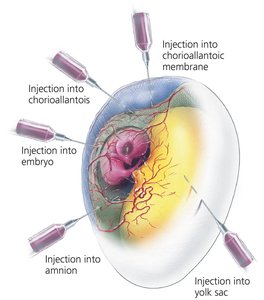 Inoculation sites in embryonated chicken eggs