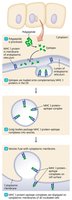 Processing of endogenous antigens