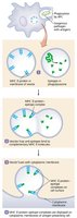 Processing of exogenous antigens