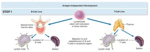 Development of B and T cells