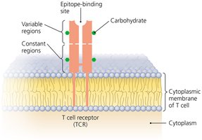 Structure of T cell receptor