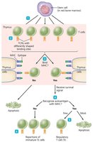 Clonal deletion of T cells