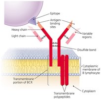 Structure of B cell receptor
